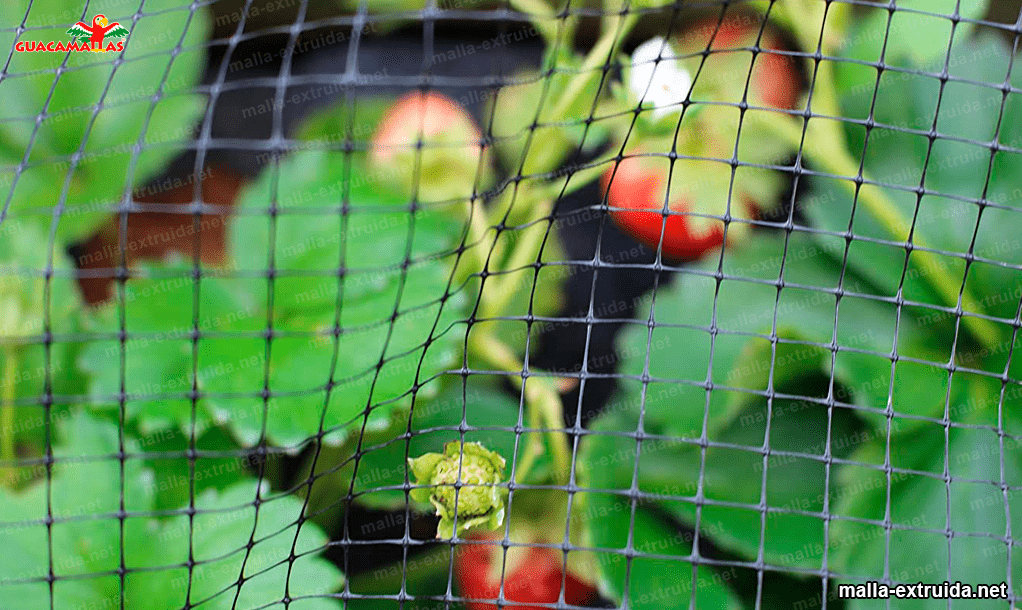 red anti-pajaros extruida 